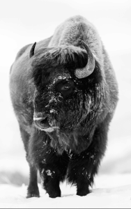 Majestic Bison Art Canvas Print: A Symbol of Nature’s Power and Beauty