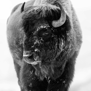 Majestic Bison Art Canvas Print: A Symbol of Nature’s Power and Beauty